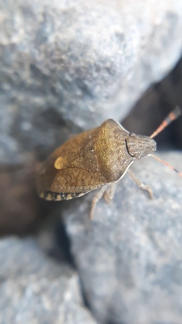 Peribalus strictus - tavaszi címerespoloska Peribalus strictus - tavaszi címerespoloska