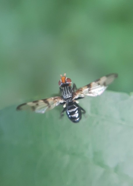 Otites formosa