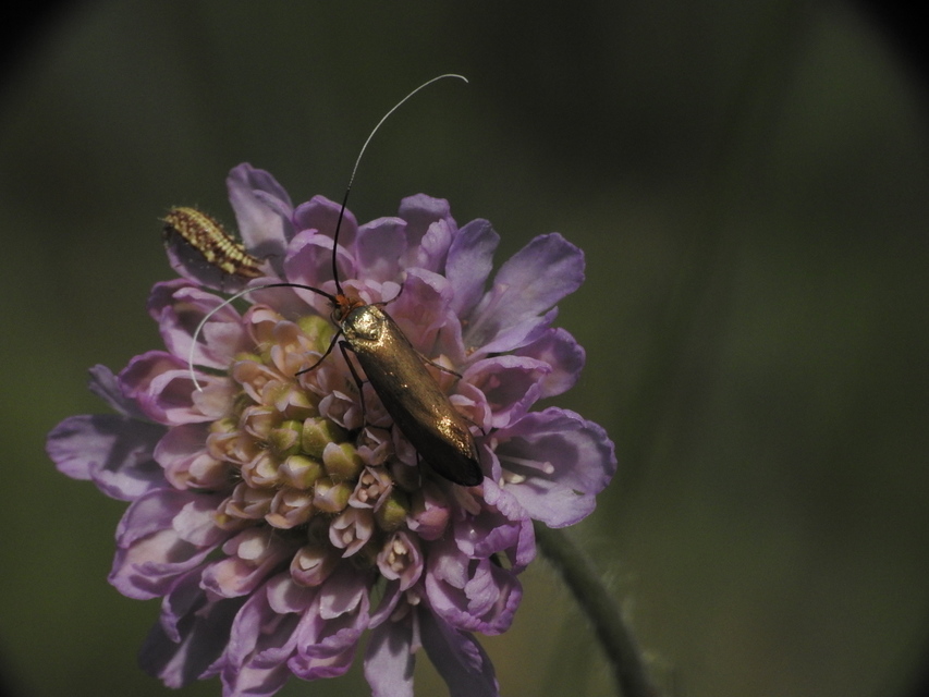 Nemophora metallica - fémszínű tőrösmoly