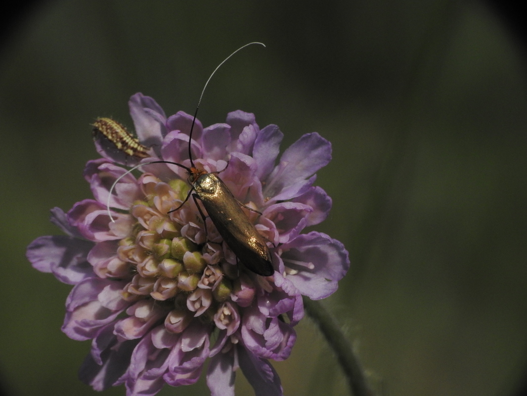 Nemophora metallica - fémszínű tőrösmoly