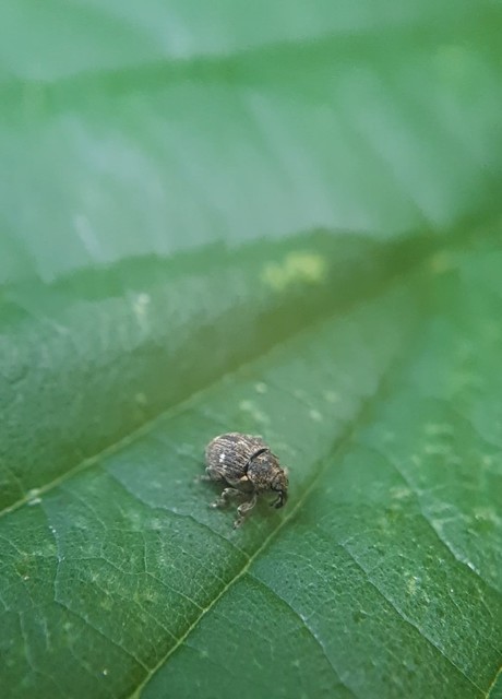 Nedyus quadrimaculatus - közönséges csalánormányos