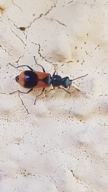Anthocomus equestris - kétszínű bibircsesbogár