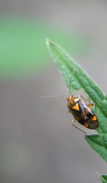 Liocoris tripustulatus - hárompettyes mezeipoloska