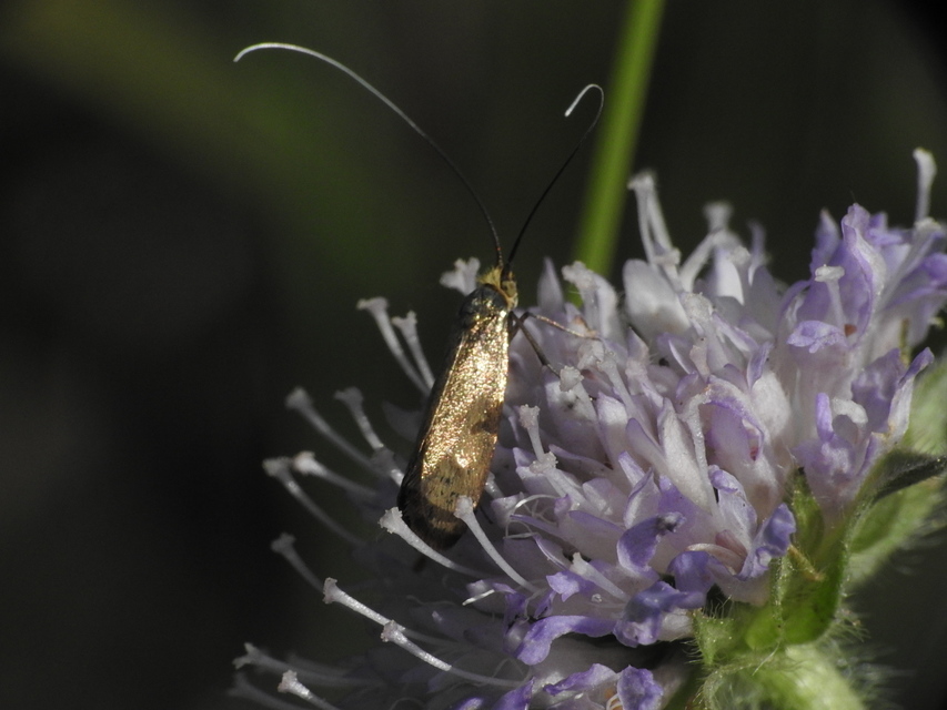 Nemophora metallica - fémszínű tőrösmoly