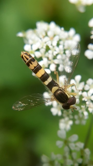 Sphaerophoria scripta - tarka darázslégy