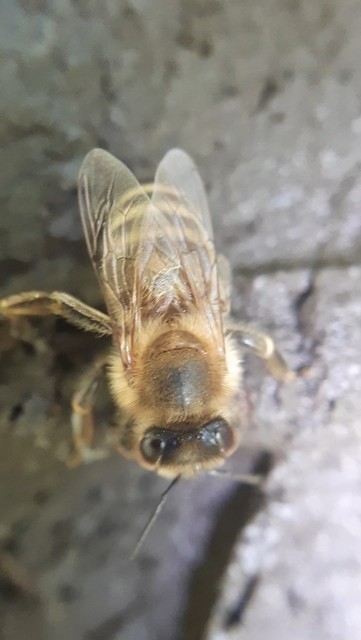 Apis mellifera - háziméh