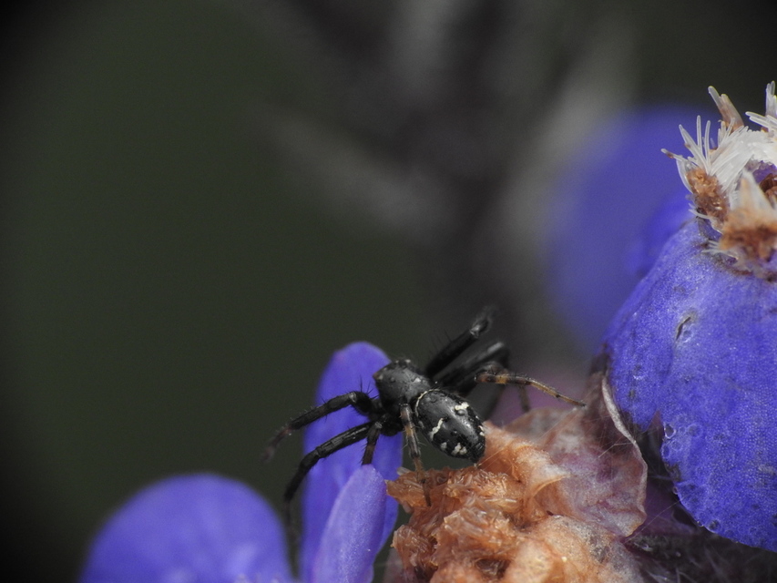 Synema globosum/ornatum