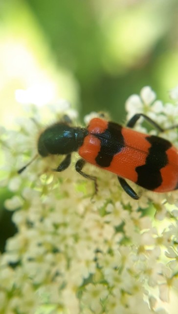 Trichodes apiarius - szalagos méhészbogár