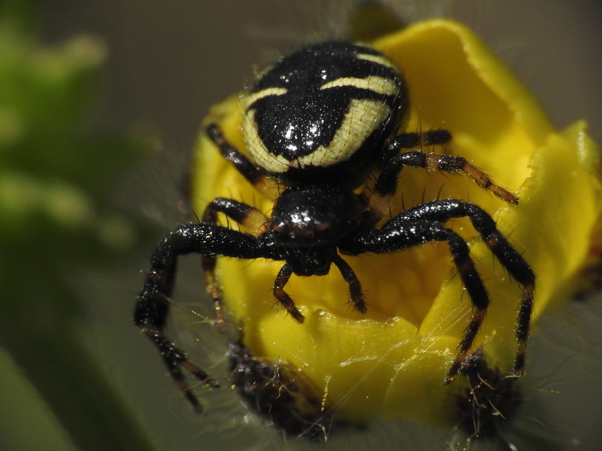 Synema globosum/ornatum