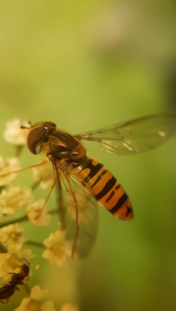 Episyrphus balteatus - ékfoltos zengőlégy