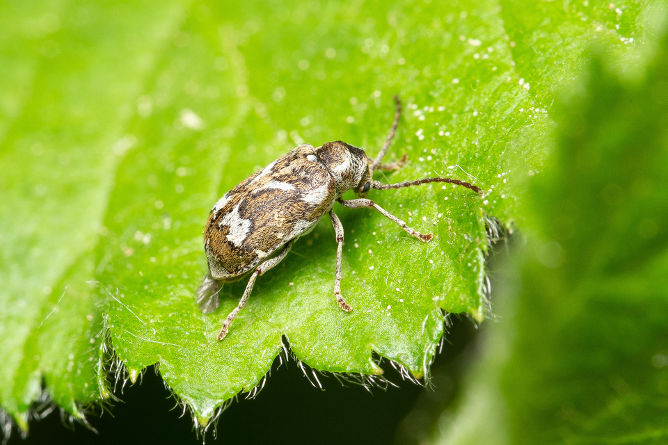 Ptinomorphus imperialis - díszes álszú