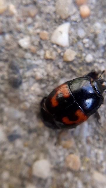 Hister quadrimaculatus - közönséges sutabogár