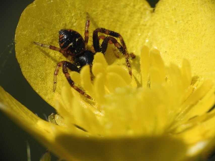Synema globosum/ornatum