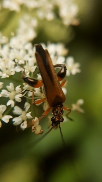 Oedemera podagrariae - székfű-álcincér