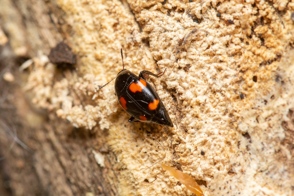 Scaphidium quadrimaculatum - négyfoltos sajkabogár