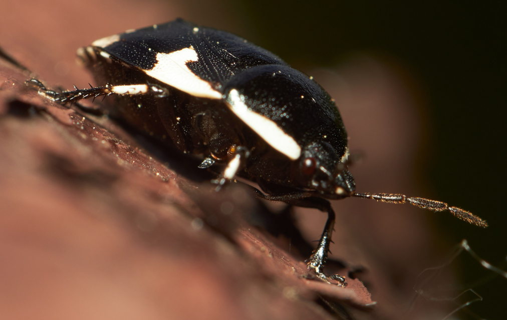Tritomegas sexmaculatus - hatfoltos földipoloska