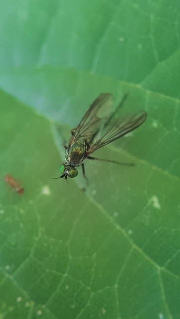 Dolichopodidae - szúnyoglábú legyek