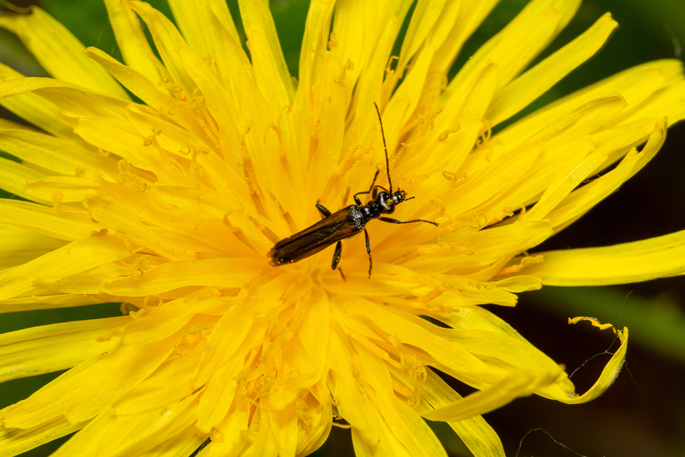Oedemera femorata - sárgahátú álcincér