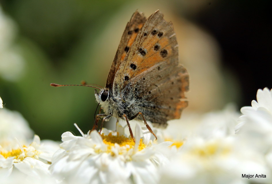 Lycaena phlaeas - közönséges tűzlepke