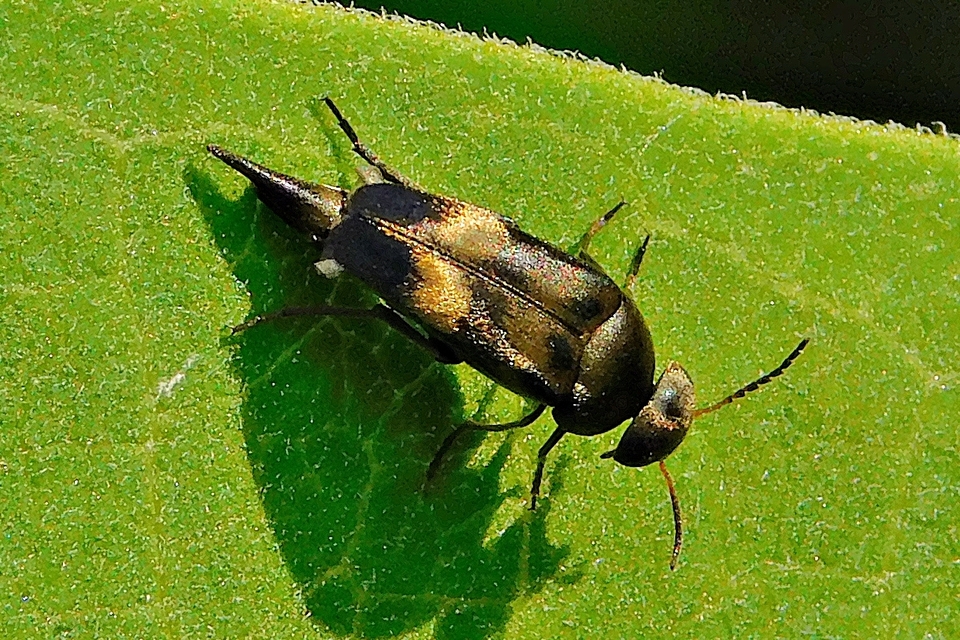 Variimorda villosa - szalagos maróka