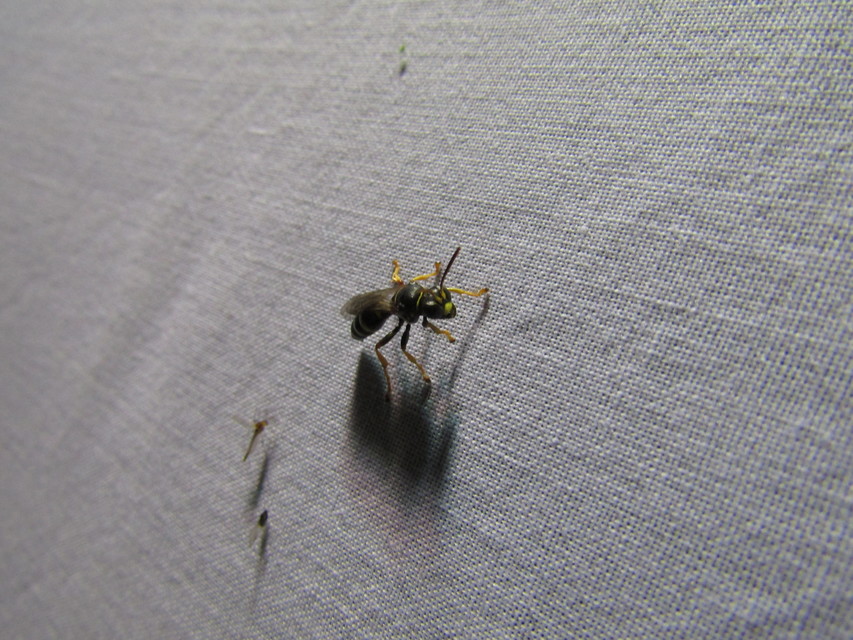 Gorytes