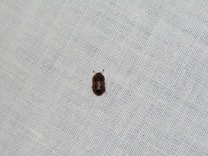 Soronia grisea - pettyegetett fénybogár