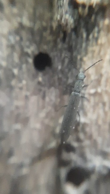 Dolichosoma lineare - ösztövér karimásbogár
