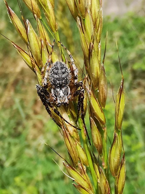 Nuctenea umbratica - közönséges rés-keresztespók