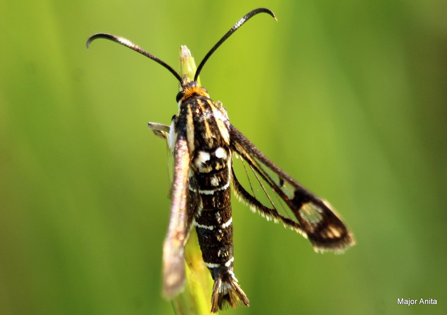 Sesiidae - szitkárfélék