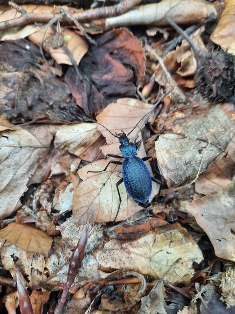 Carabus intricatus - kék laposfutrinka