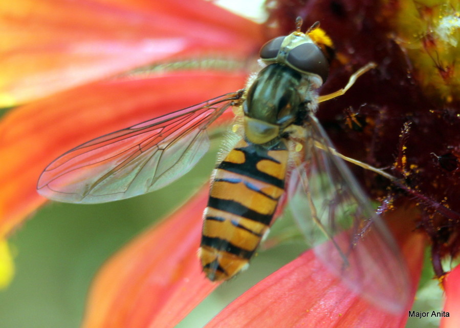Episyrphus balteatus - ékfoltos zengőlégy