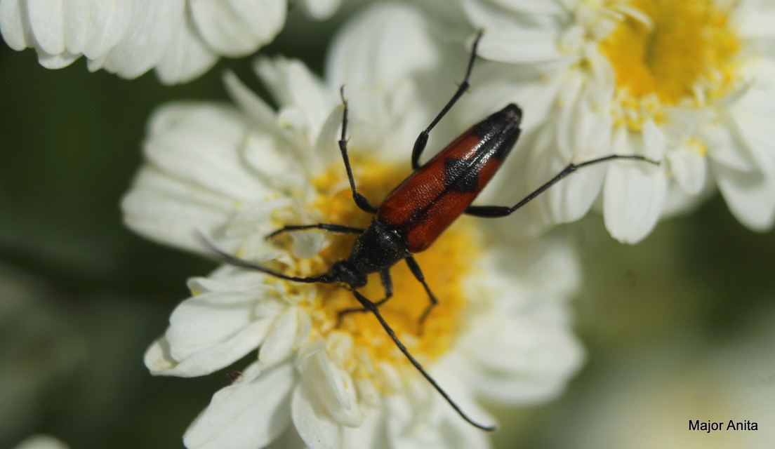Stenurella bifasciata - kétöves karcsúcincér