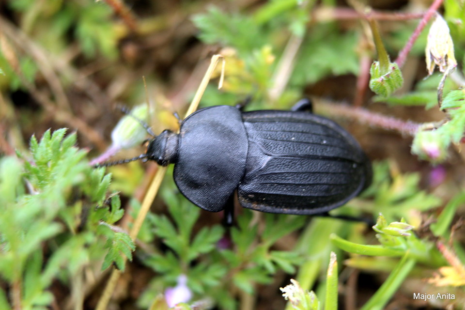 Silpha obscura - közönséges dögbogár