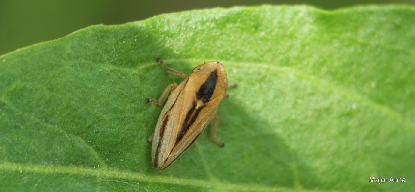 Aphrophoridae