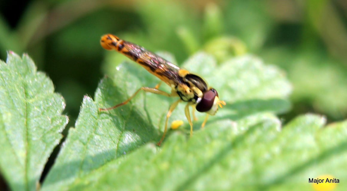 Sphaerophoria