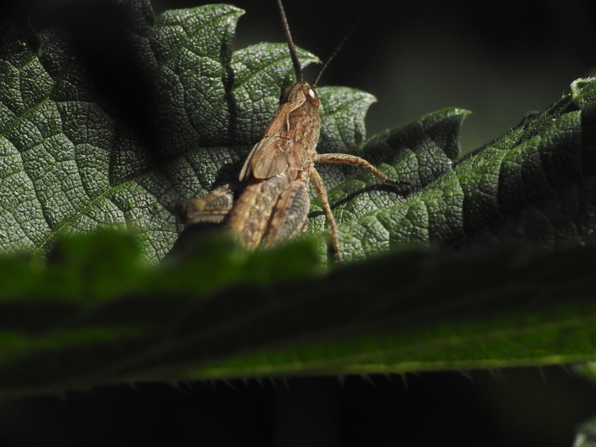 Chorthippus (Glyptobothrus) (subgenus)