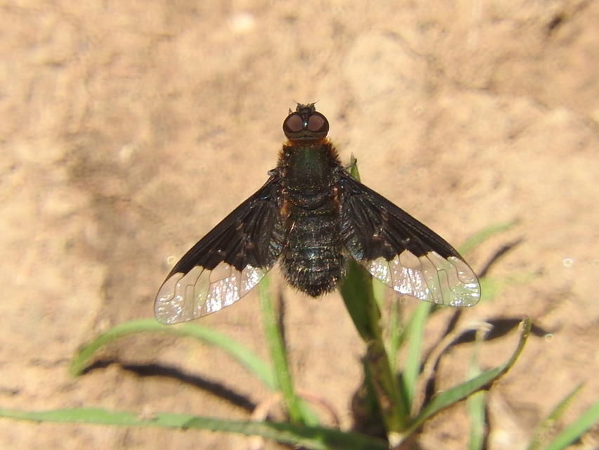 Hemipenthes morio - közönséges gyászlégy