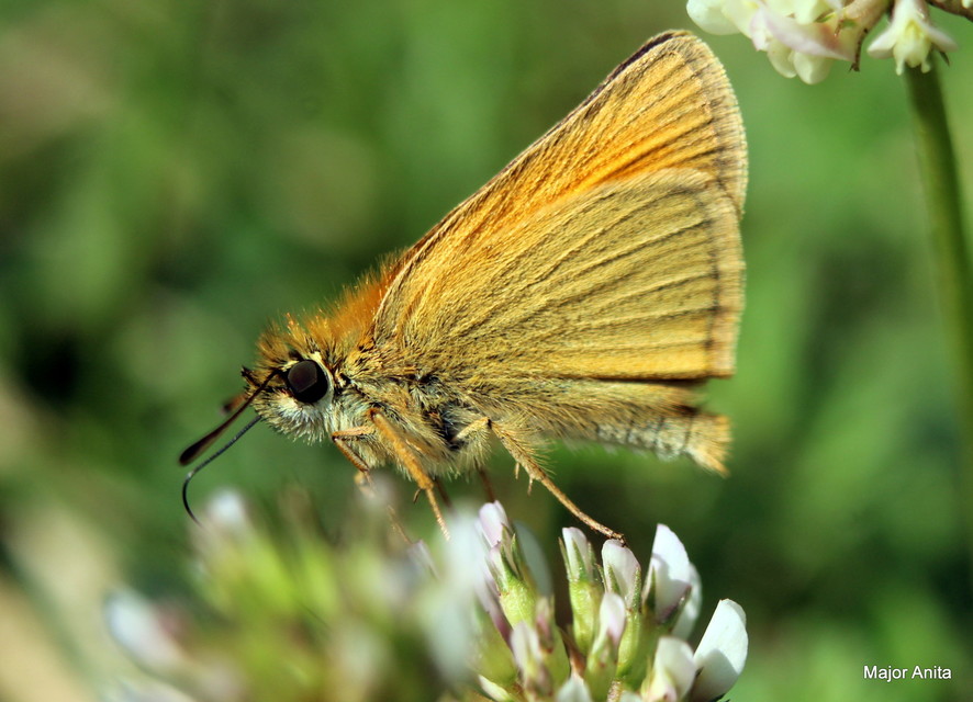 Thymelicus lineola - vonalas busalepke