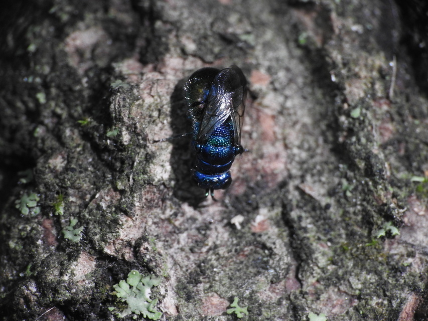 Chrysididae - fémdarazsak
