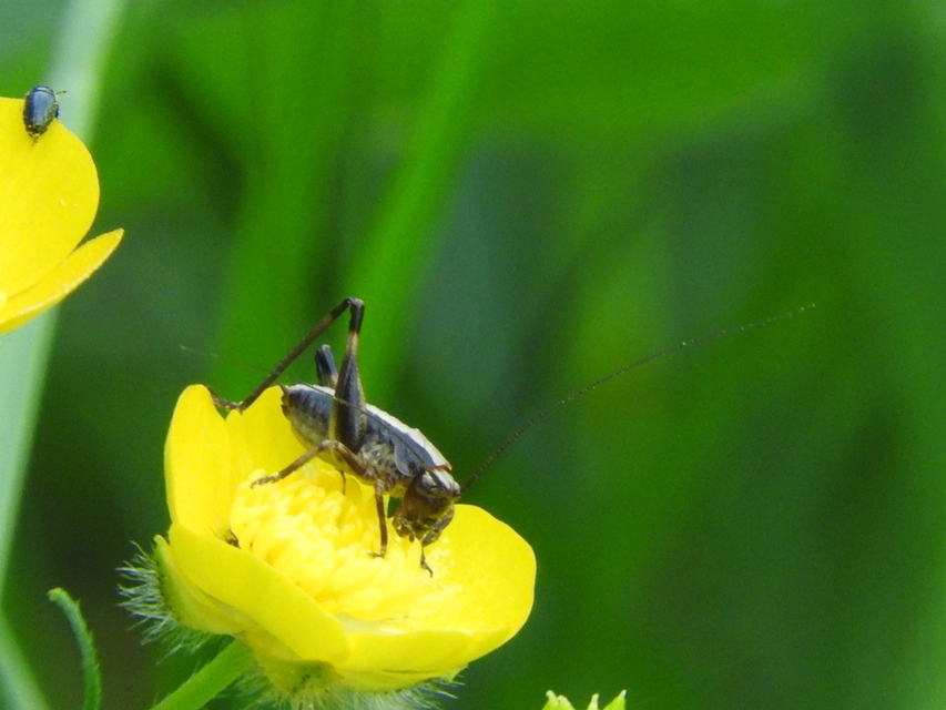 Pholidoptera griseoaptera - szürke avarszöcske