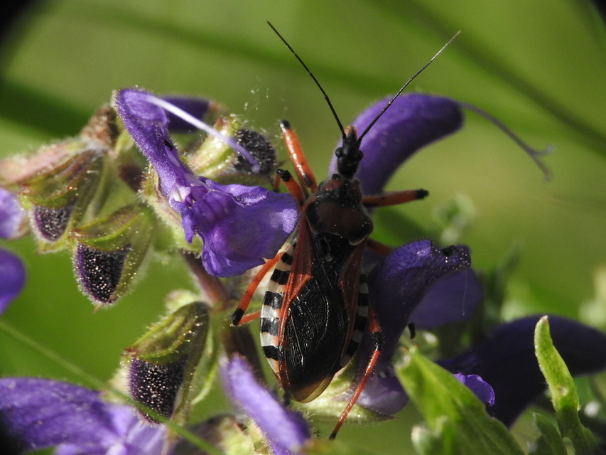Rhynocoris iracundus - közönséges gyilkospoloska