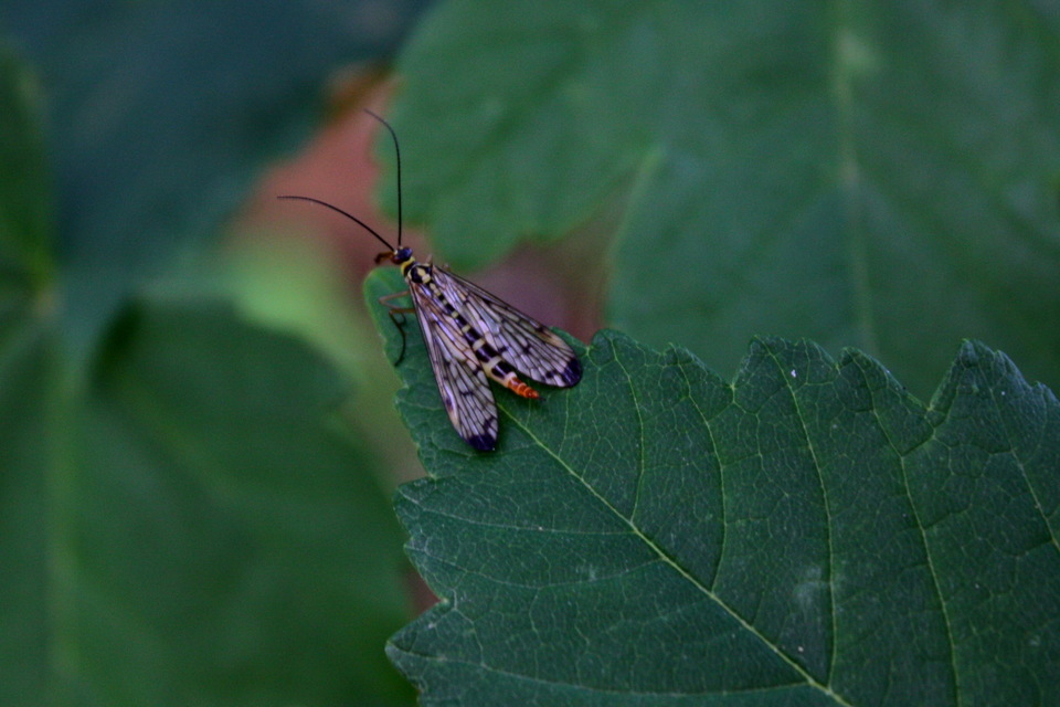 Panorpa hybrida