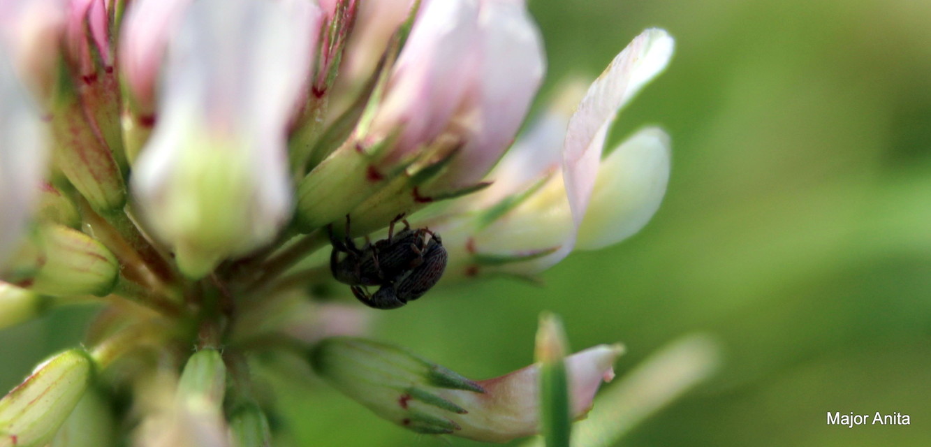 Tychius