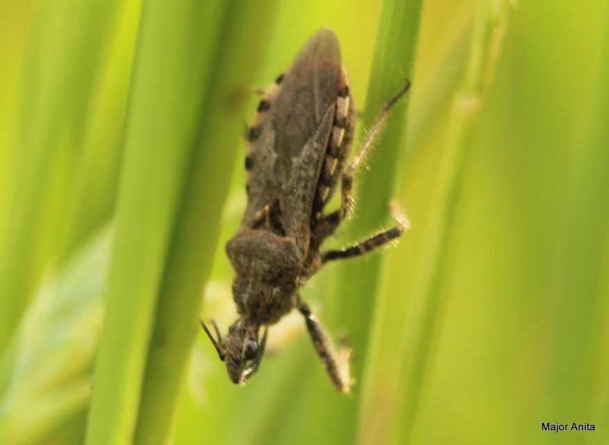 Coranus