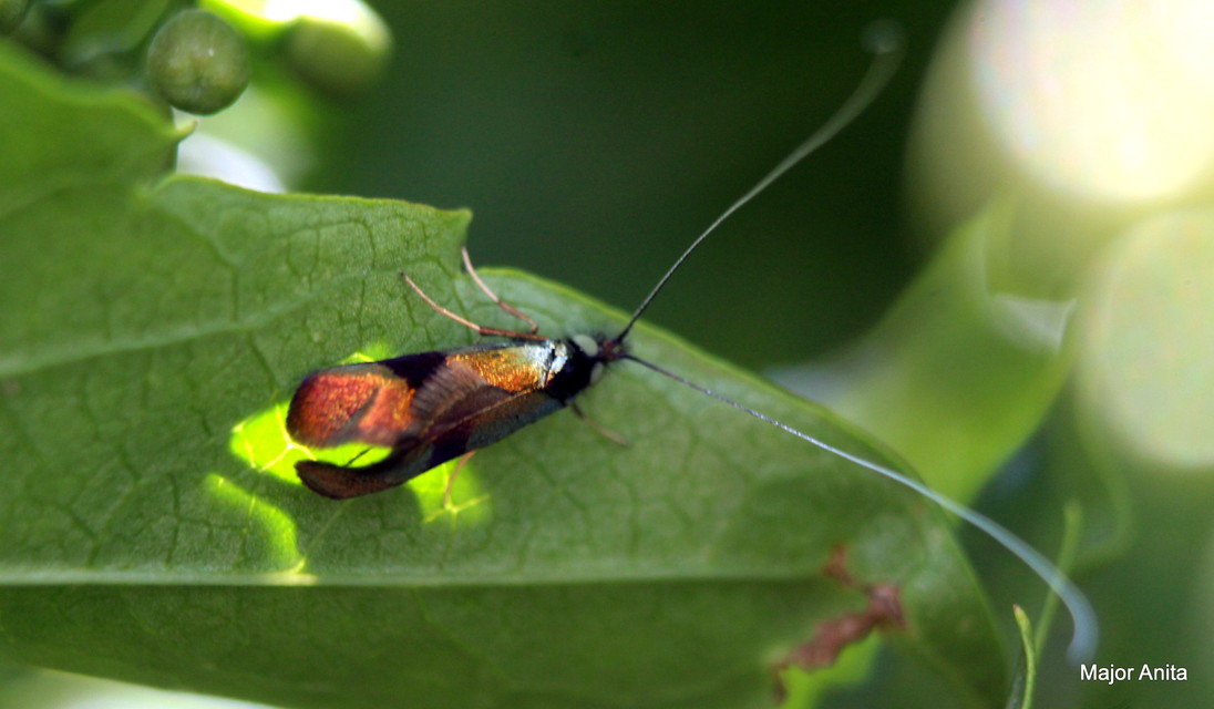 Nemophora