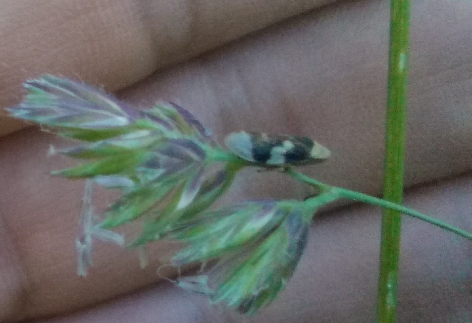 Aphrophoridae