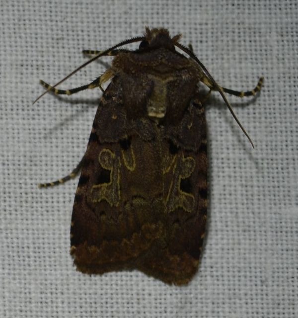 Chersotis rectangula - barna földibagoly