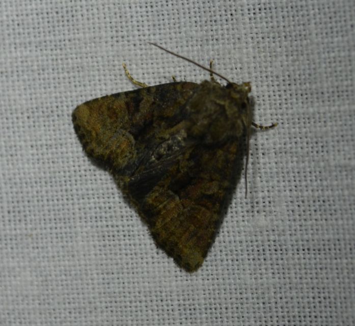 Oligia strigilis/latruncula/versicolor