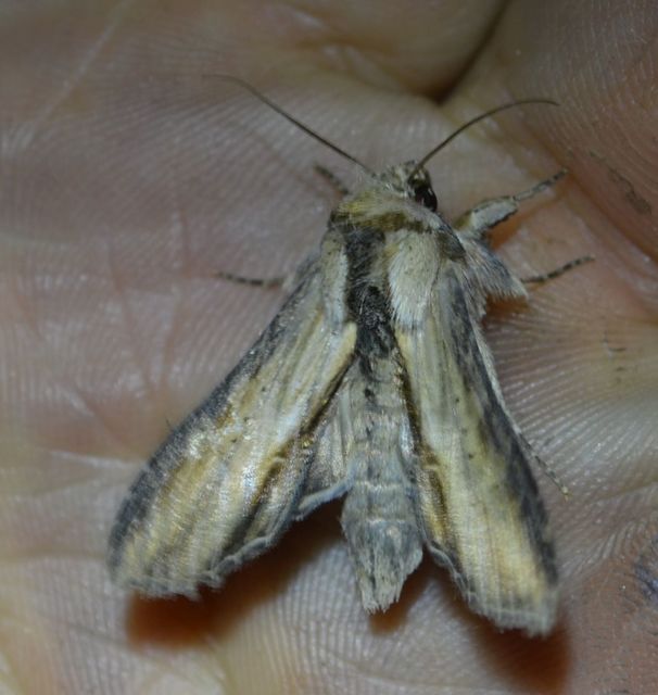 Shargacucullia lychnitis - szalmasárga csuklyásbagoly