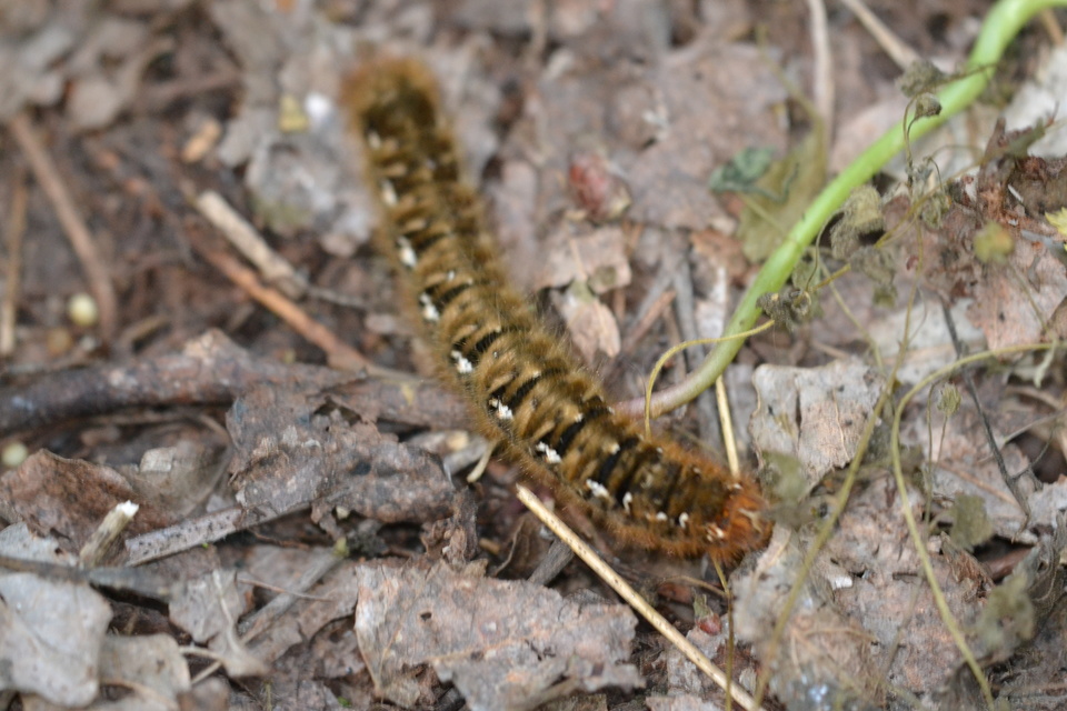 Lasiocampa quercus - tölgyfaszövő